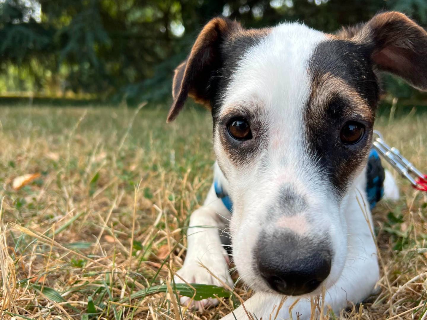 Adotta un cane, taglia media contenuta, femmina, Milano