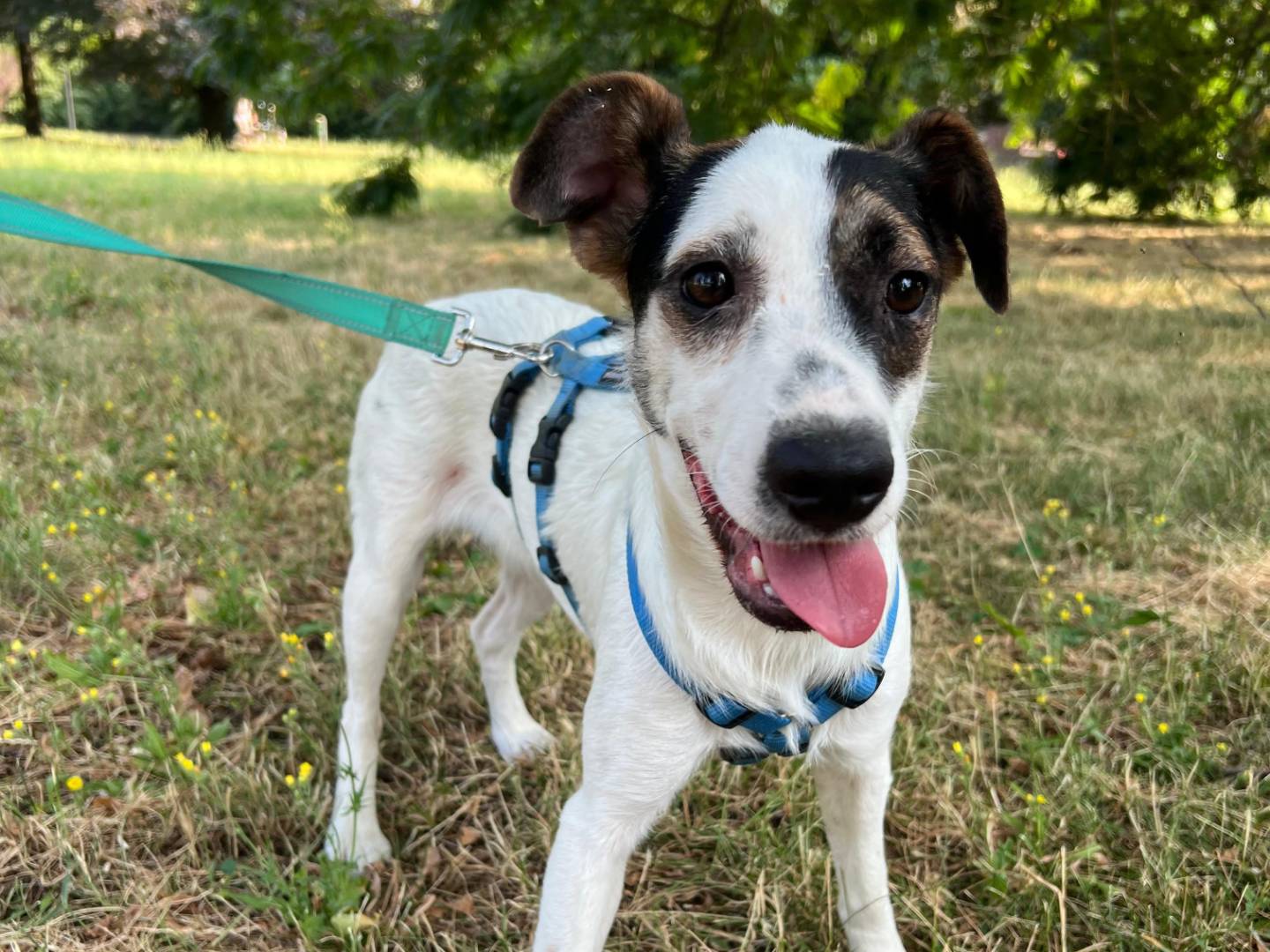 Adotta il cane BIRBA a Milano