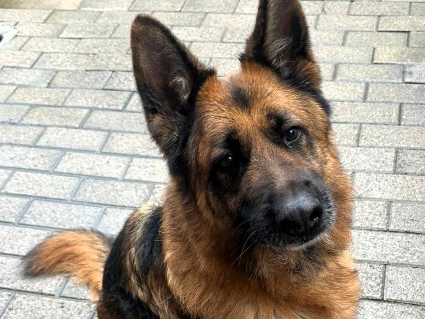 Adozione cane, maschio, Razza sconosciuta Razza sconosciuta, 9 anni e 7 mesi, taglia grande, Milano