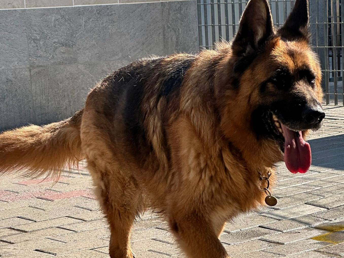 Adotta un cane, maschio, 9 anni e 7 mesi, Milano