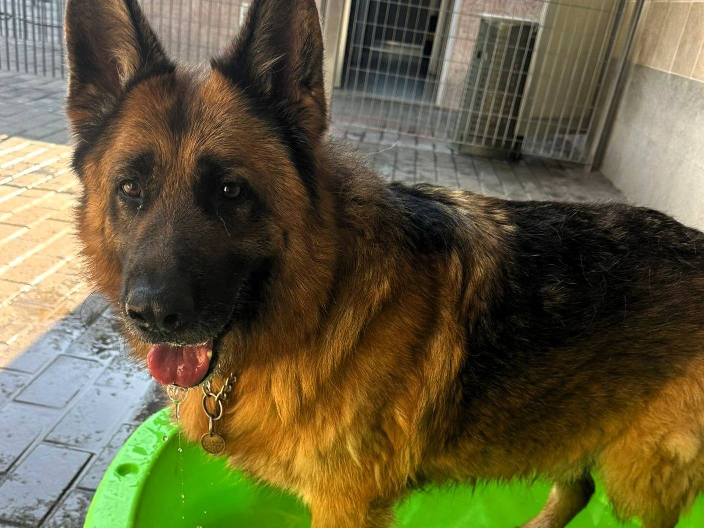 Adotta un cane, taglia grande, maschio, Milano