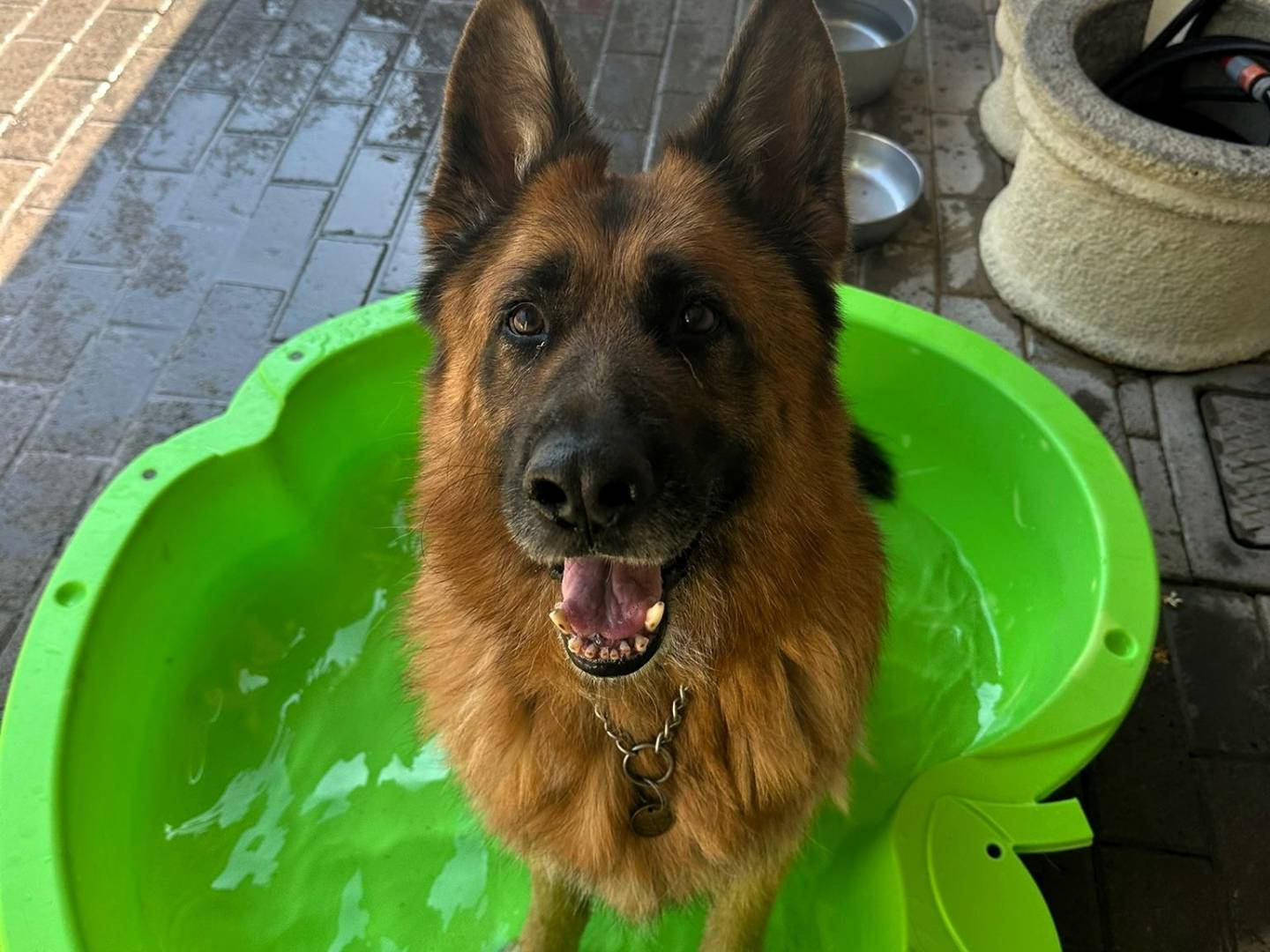 Vuoi adottare un cane a Milano?