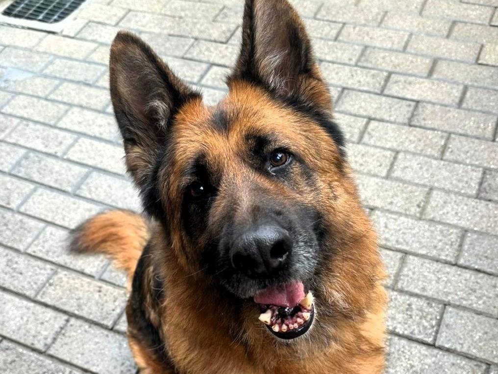 Adotta il cane IBRA a Milano