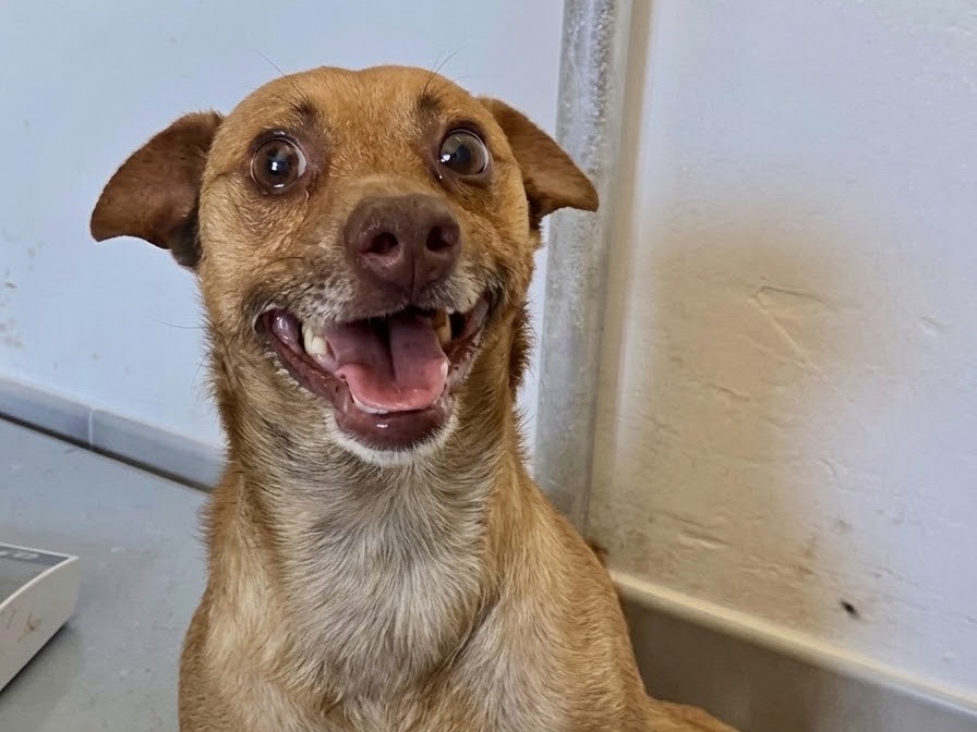 Adozione cane, maschio, Razza sconosciuta Razza sconosciuta, 5 anni e 8 mesi, taglia piccola, Savona