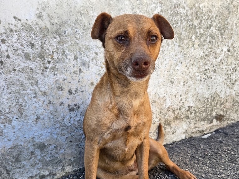 Adotta un cane, maschio, 5 anni e 8 mesi, Savona