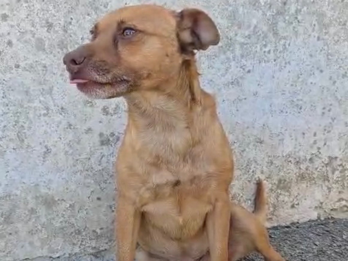 Adotta un cane, taglia piccola, maschio, Savona