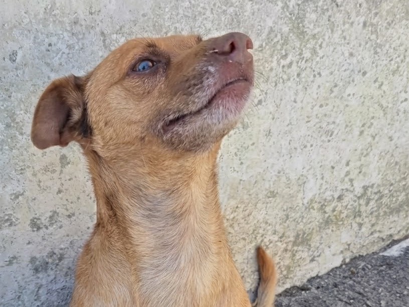 Vuoi adottare un cane a Savona?