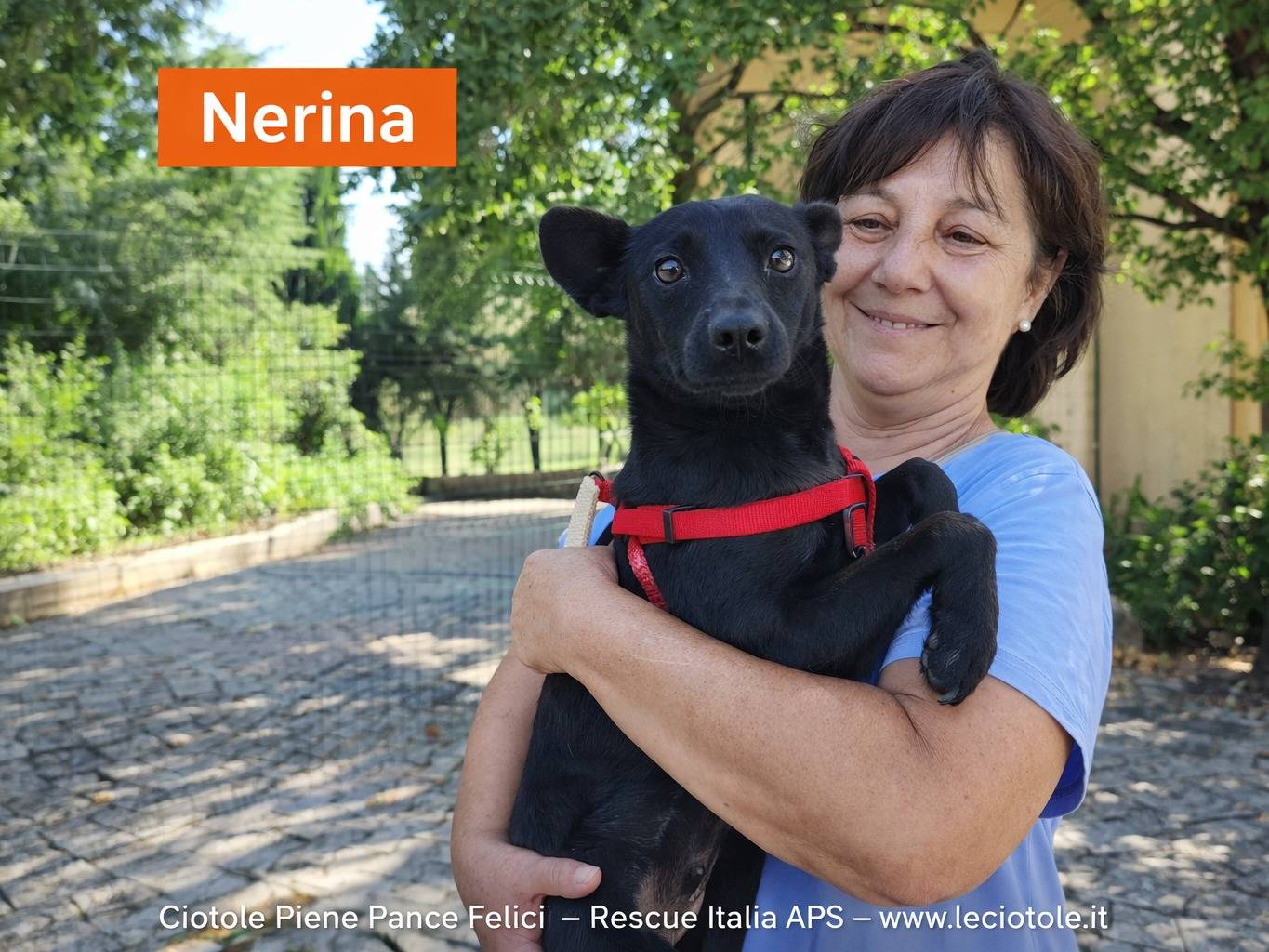 Adozione cane, femmina, Razza sconosciuta Razza sconosciuta, 1 anno e 11 mesi, taglia media, Avellino