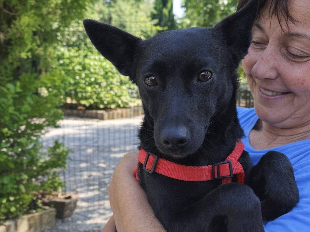 Adotta un cane, femmina, 1 anno e 11 mesi, Avellino