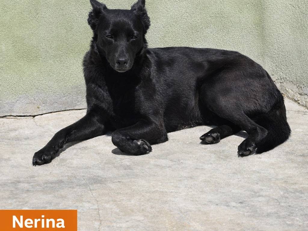 Adotta un cane, taglia media, femmina, Avellino