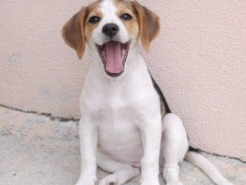 Foto 3 dell'animale
