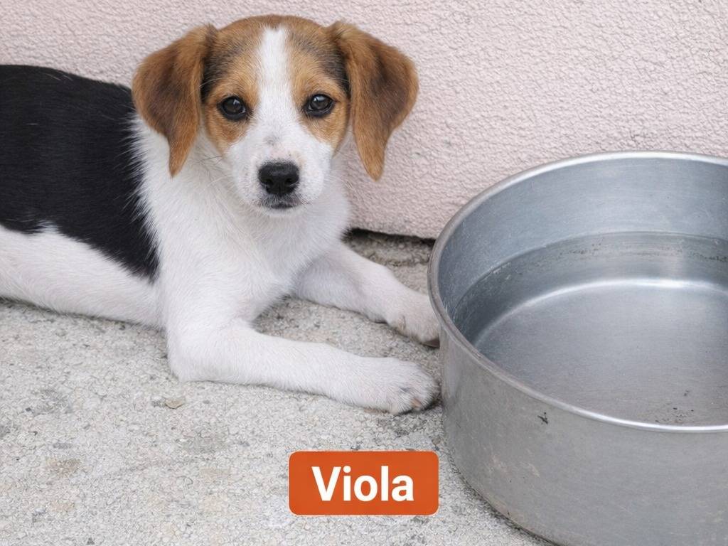 Foto 2 dell'animale