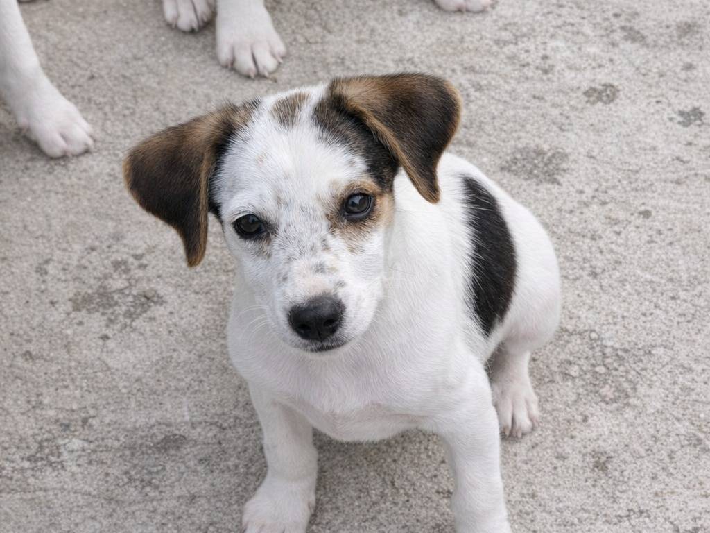 Adotta un cane, taglia media, maschio, Avellino