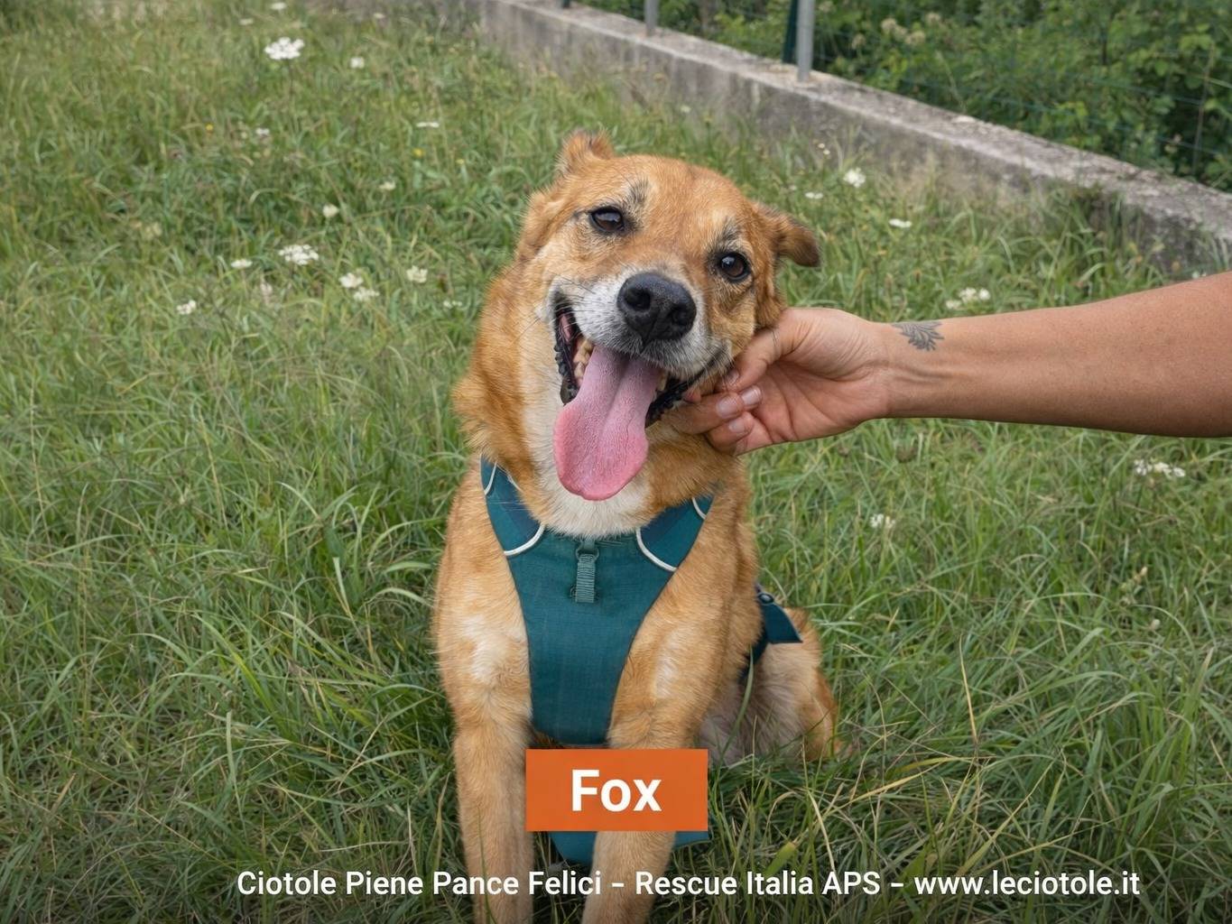 Adozione cane, maschio, Razza sconosciuta Razza sconosciuta, 11 anni e 2 mesi, taglia media, Avellino
