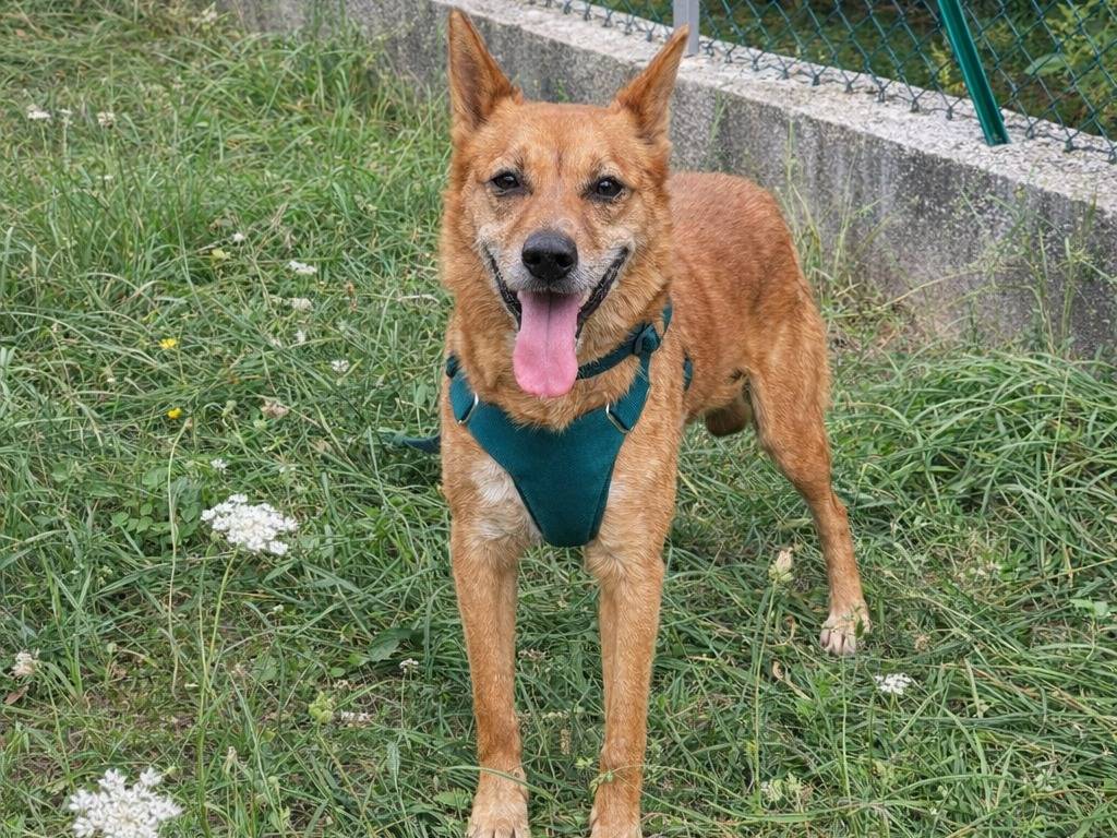 Adotta un cane, maschio, 11 anni e 2 mesi, Avellino