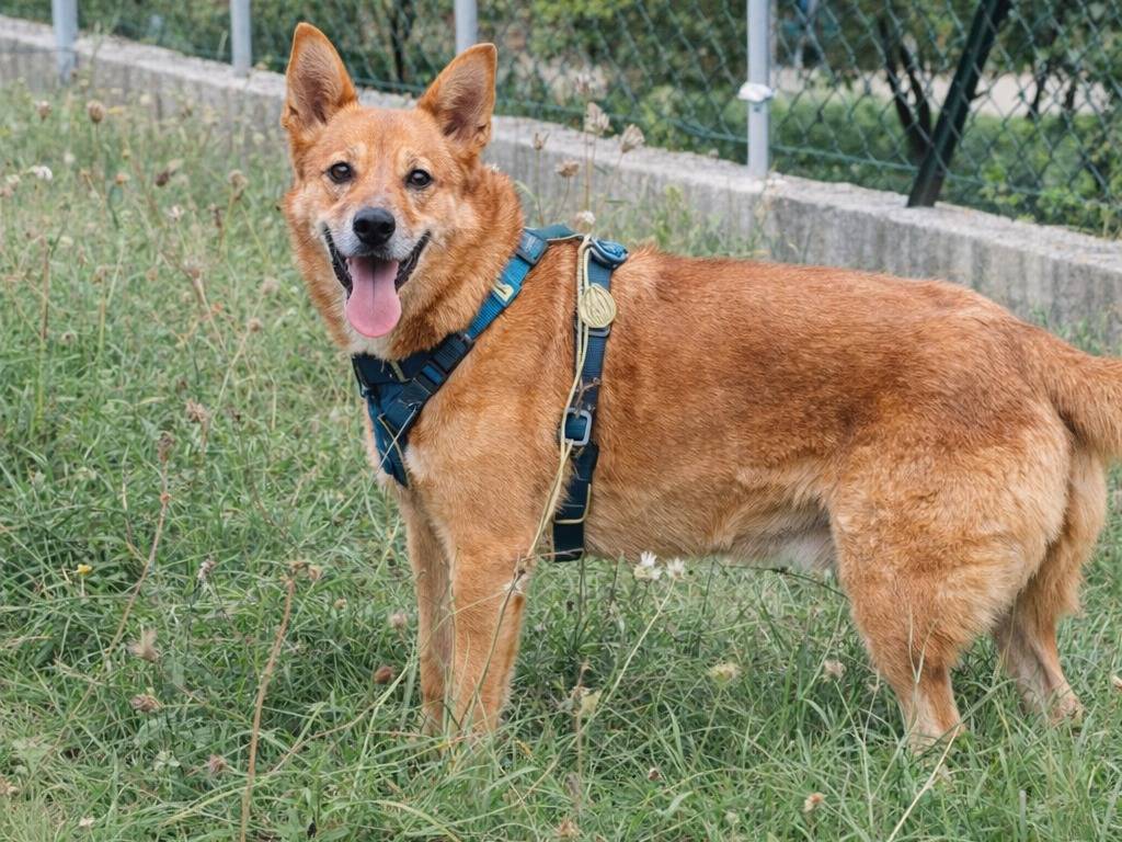 Adotta un cane, taglia media, maschio, Avellino