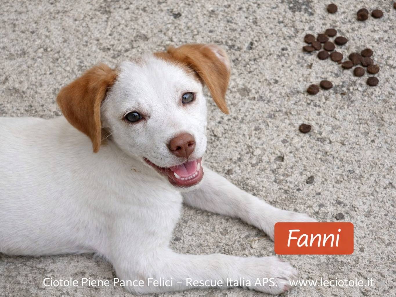 Adozione cane, femmina, Razza sconosciuta Razza sconosciuta, 4 mesi, taglia media, Avellino