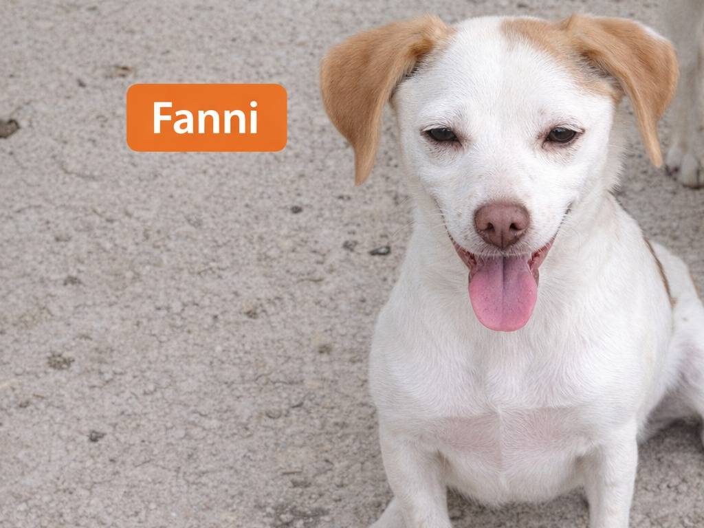 Adotta un cane, taglia media, femmina, Avellino