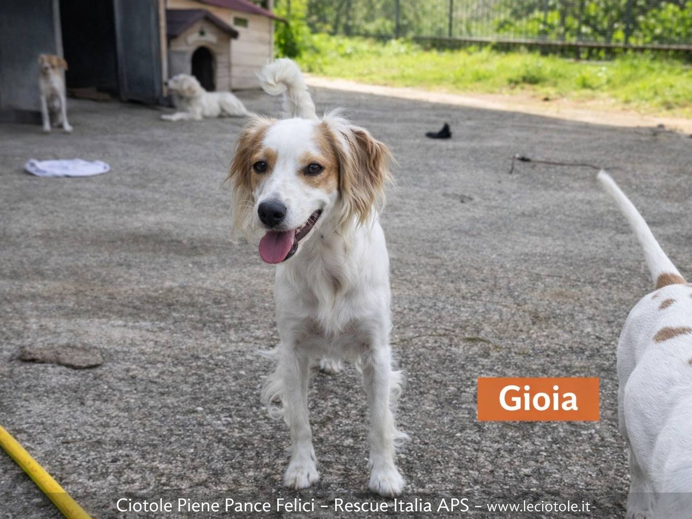 Adozione cane, femmina, Razza sconosciuta Razza sconosciuta, 2 anni e 6 mesi, taglia media, Avellino