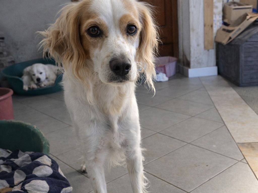 Adotta un cane, femmina, 2 anni e 6 mesi, Avellino
