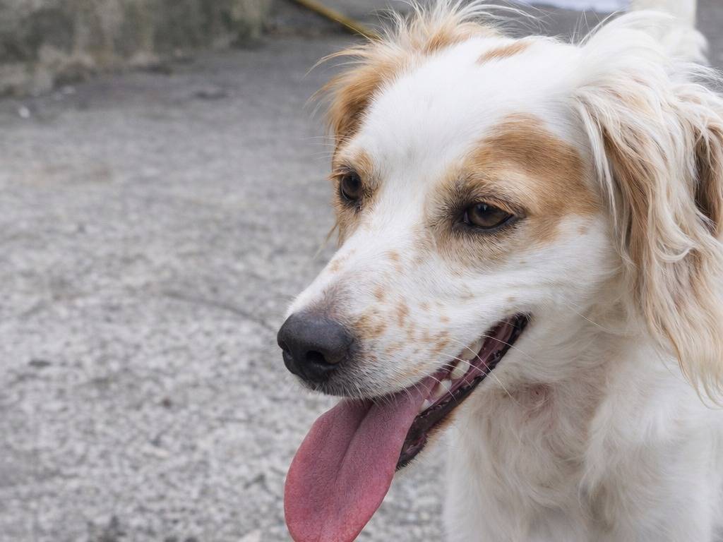 Adotta un cane, taglia media, femmina, Avellino