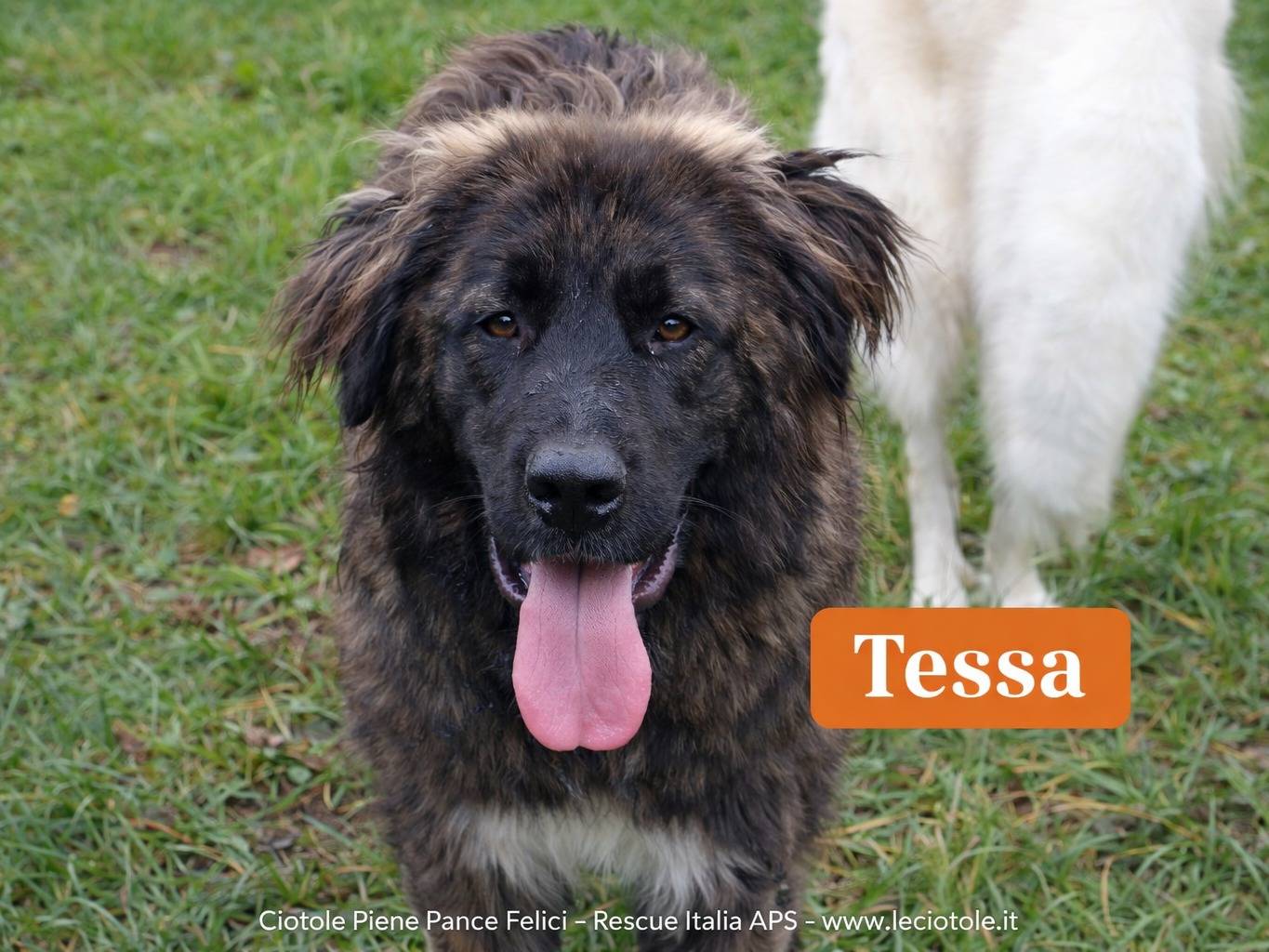 Adozione cane, femmina, Razza sconosciuta Razza sconosciuta, 2 anni e 5 mesi, taglia gigante, Avellino
