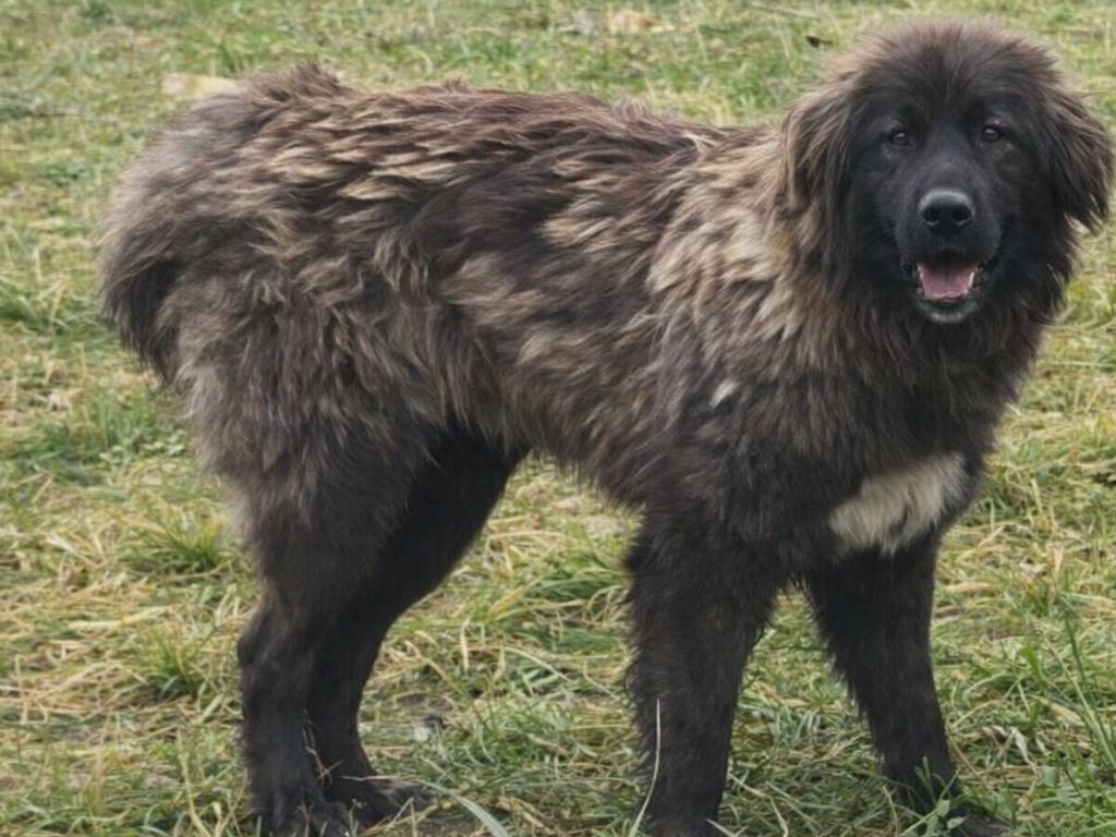 Adotta un cane, femmina, 2 anni e 5 mesi, Avellino