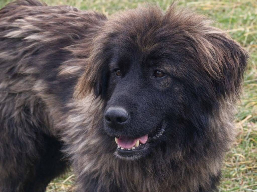 Adotta un cane, taglia gigante, femmina, Avellino