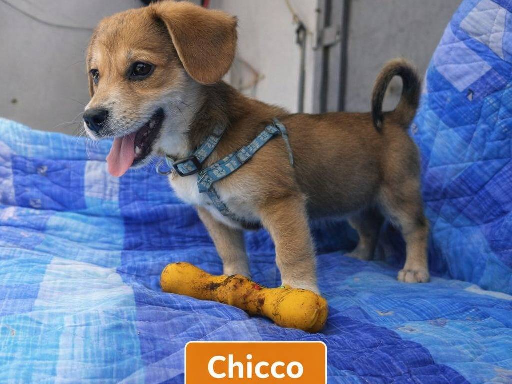 Foto 2 dell'animale