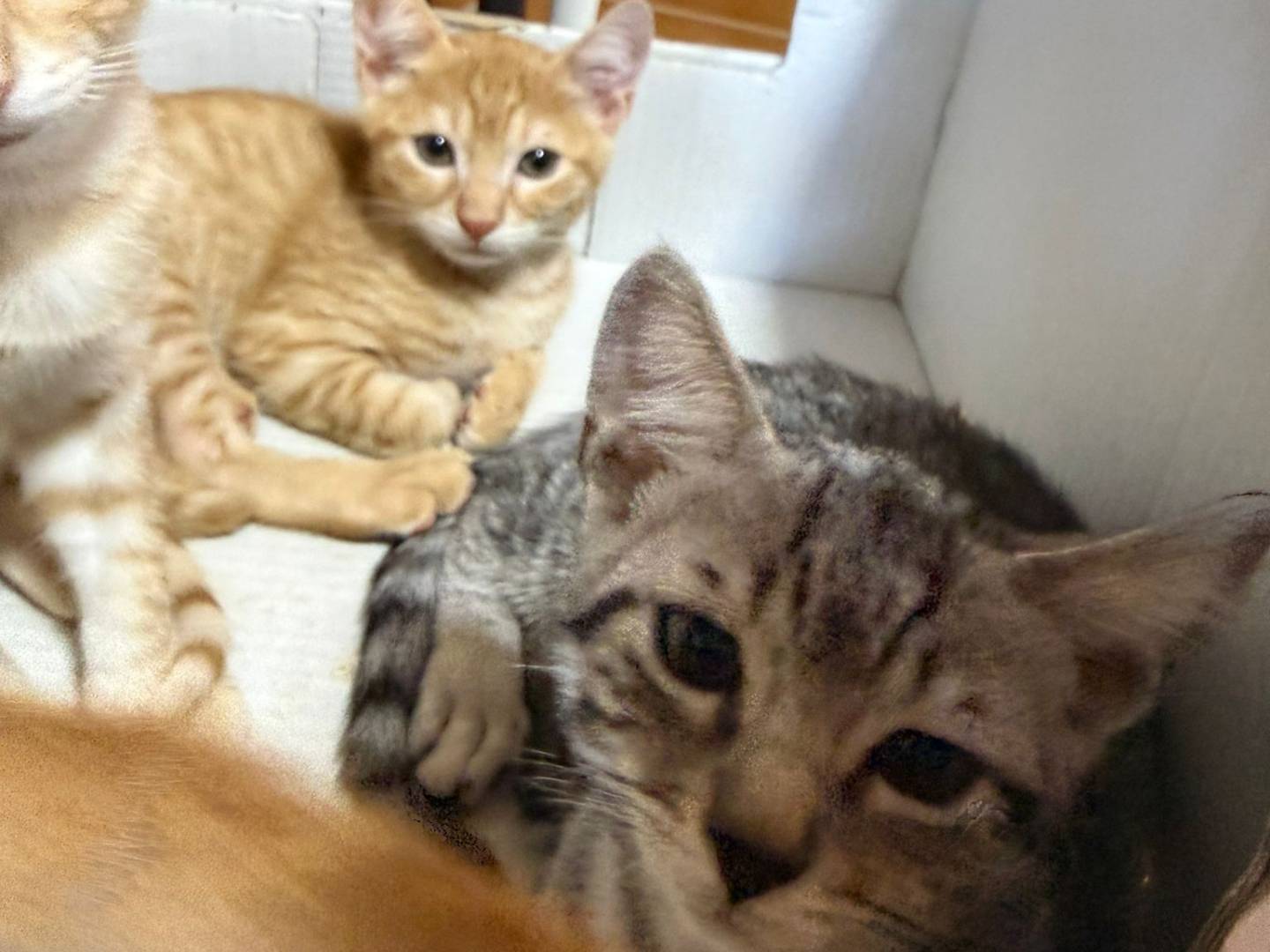 Adotta un gatto, maschio, 3 mesi, Brescia
