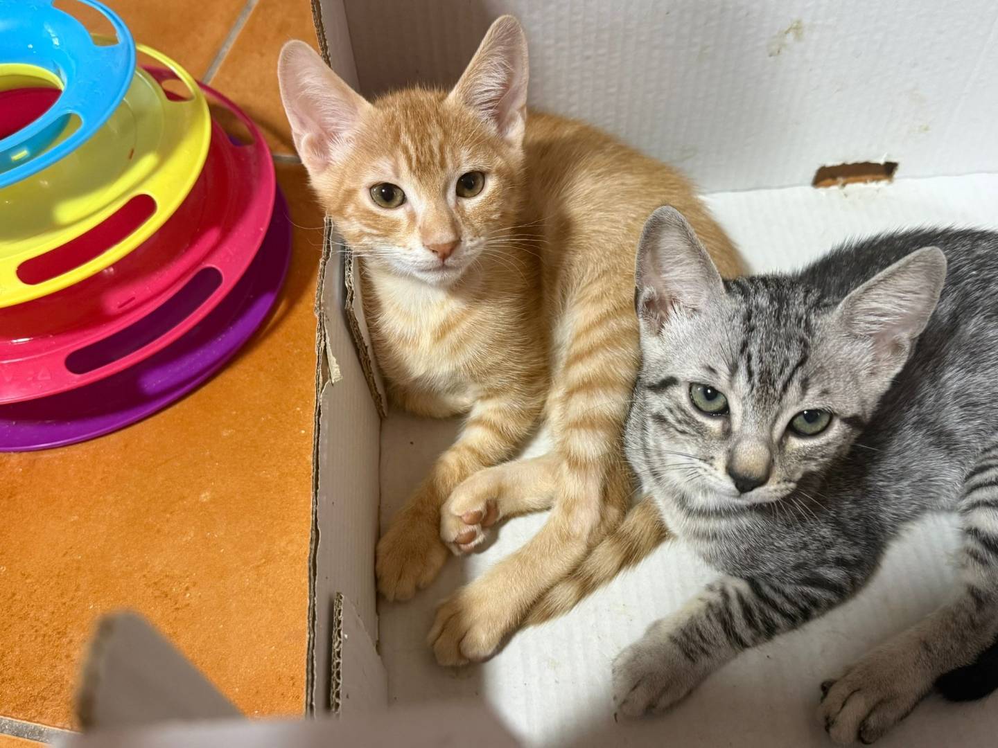 Adozione gatto, maschio, Razza sconosciuta Razza sconosciuta, 3 mesi, taglia non valida, Brescia