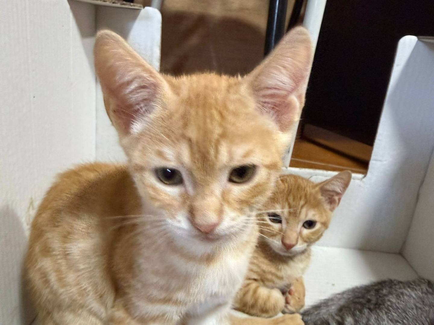 Vuoi adottare un gatto a Brescia?