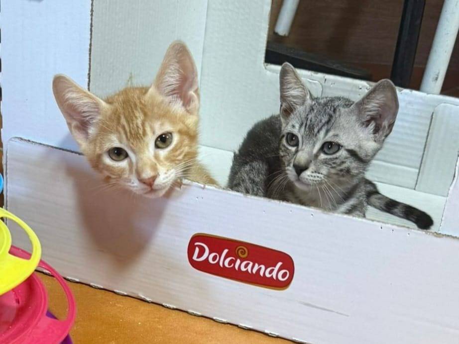 Adotta il gatto angioletti a Brescia