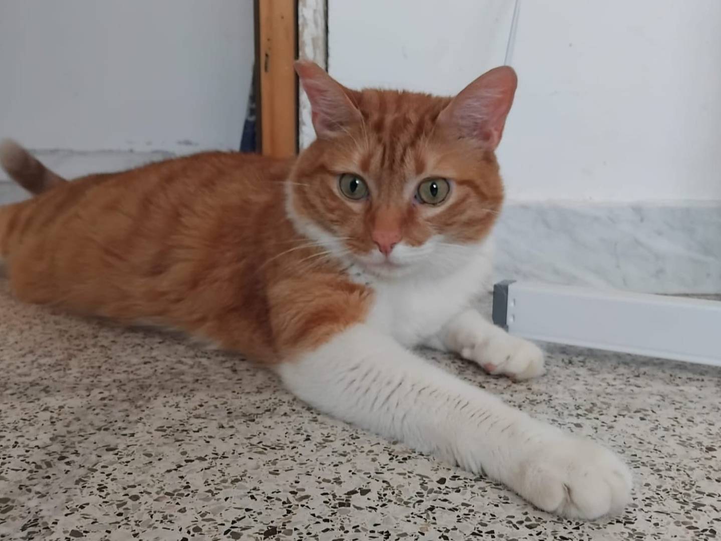 Adotta un gatto, maschio, 2 anni e 8 mesi, Brescia