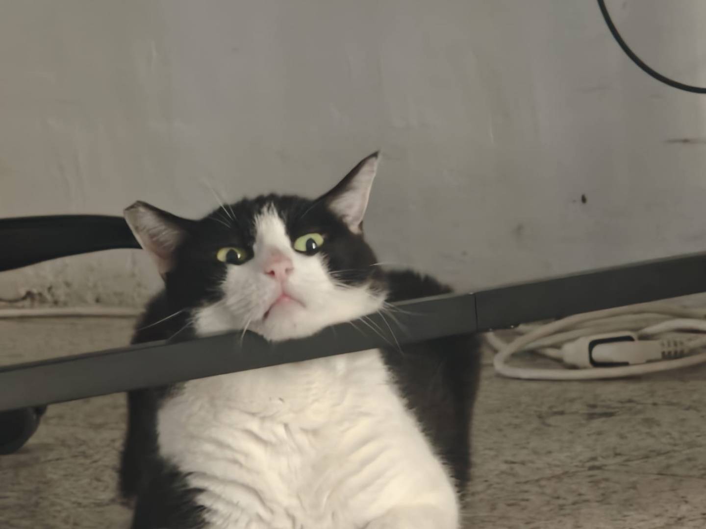 Vuoi adottare un gatto a Roma?