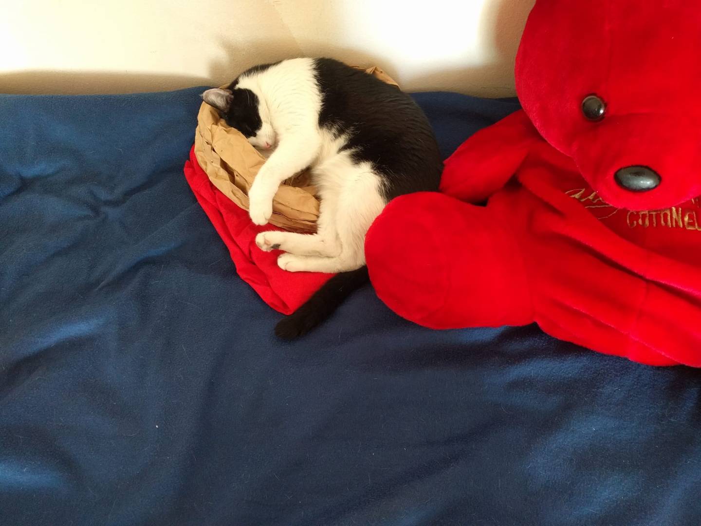 Adotta il gatto Mamma e figlia a Roma