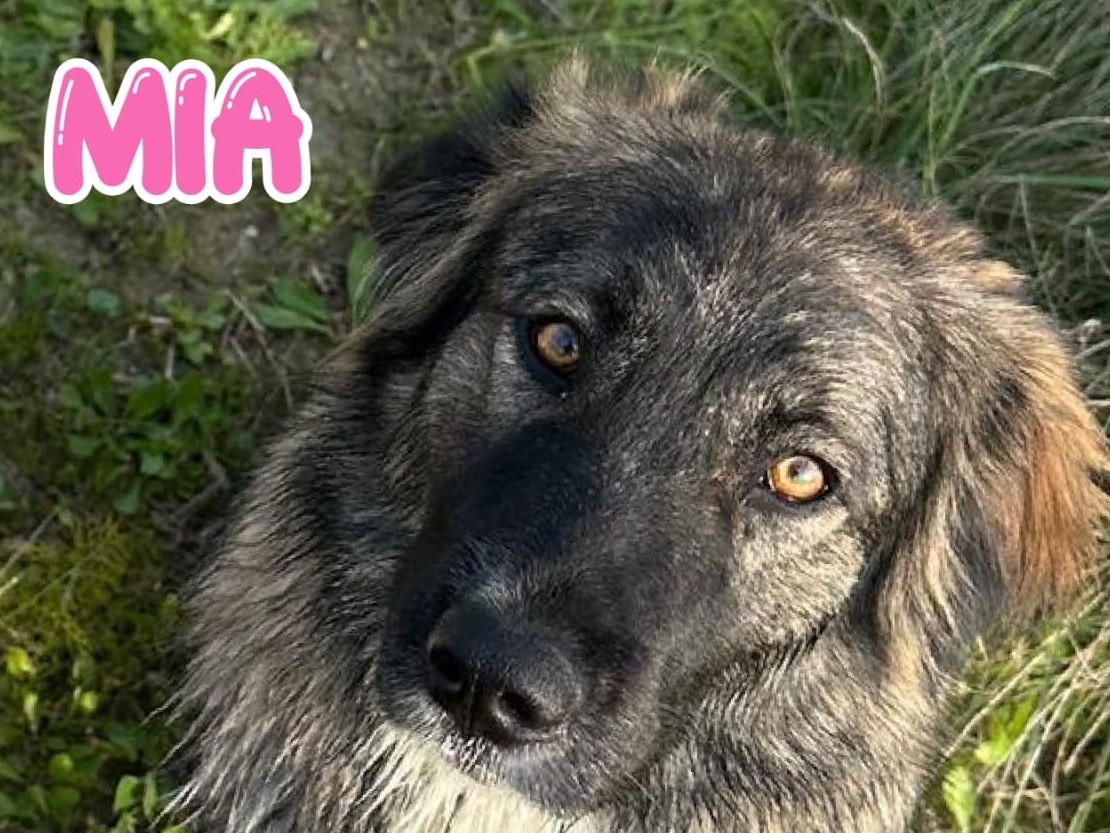 Adozione cane, femmina, Razza sconosciuta Razza sconosciuta, 1 anno, taglia media, Crotone