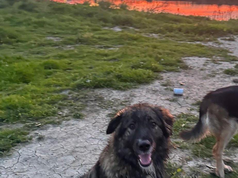 Adotta un cane, femmina, 1 anno, Crotone