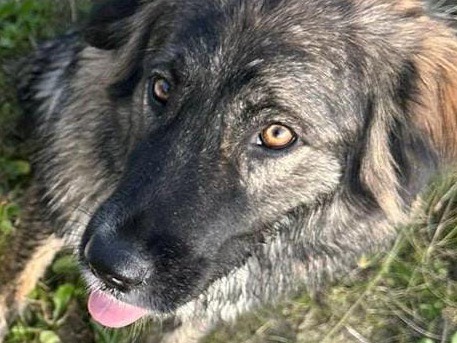 Adotta un cane, taglia media, femmina, Crotone