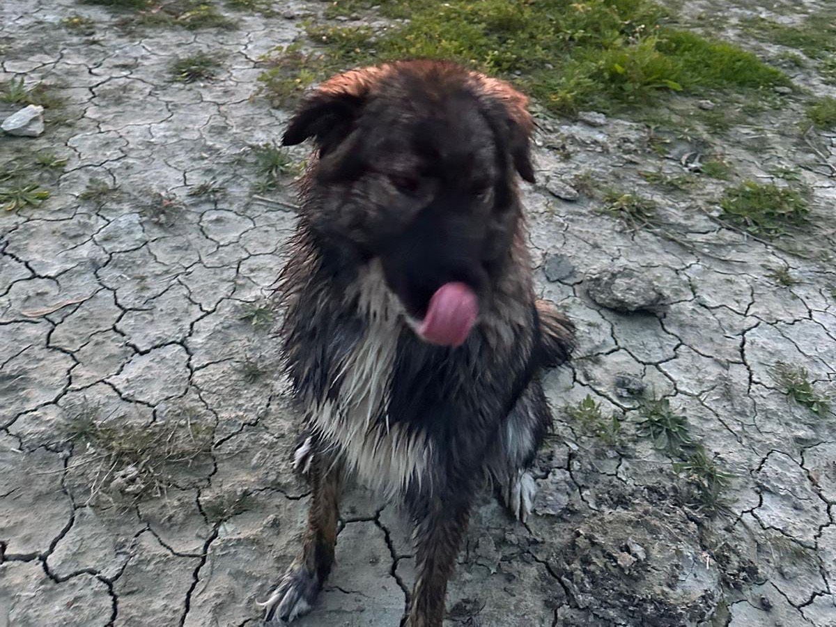 Vuoi adottare un cane a Crotone?