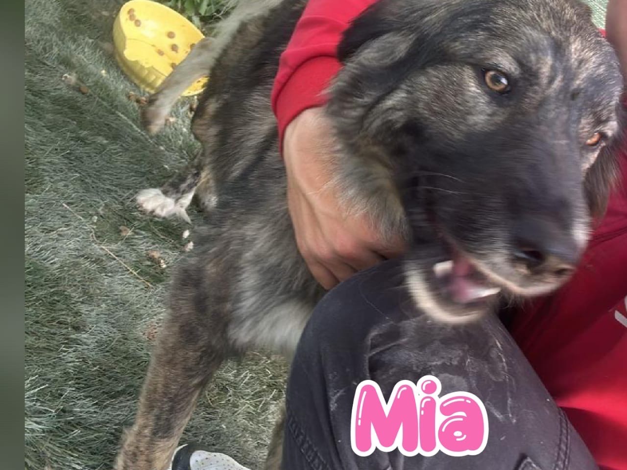 Adotta il cane Mia  a Crotone