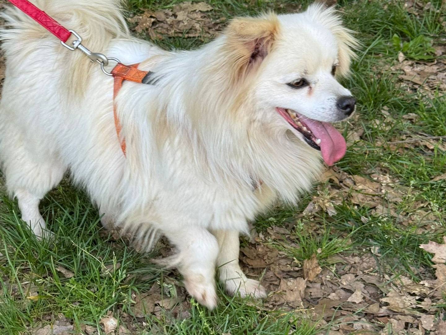 Adotta un cane, maschio, 2 anni e 8 mesi, Milano