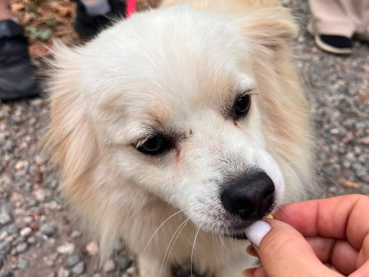 Adotta un cane, taglia piccola, maschio, Milano