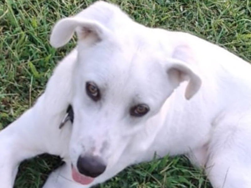 Vuoi adottare un cane a Crotone?