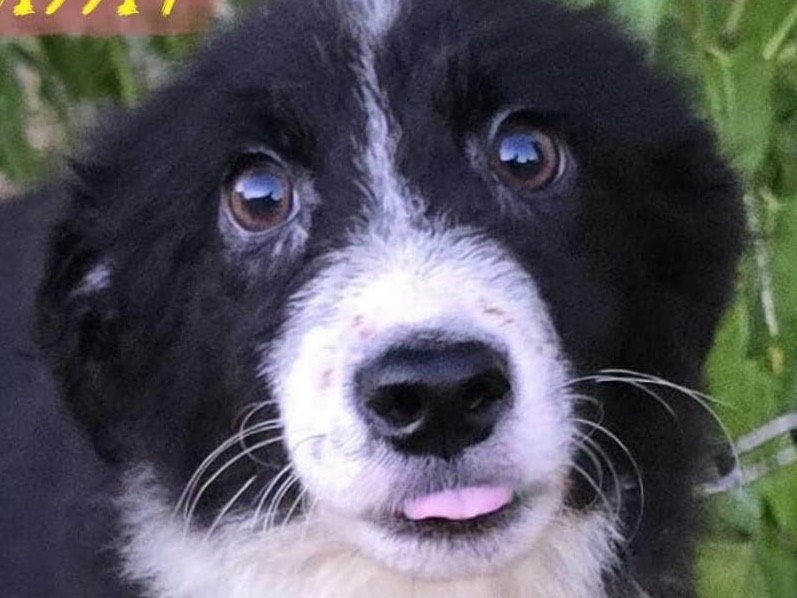 Vuoi adottare un cane a Crotone?