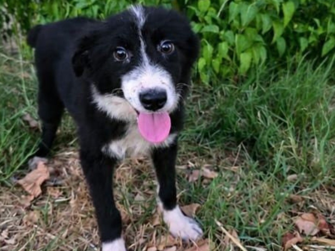 Adotta il cane Drusilla  a Crotone
