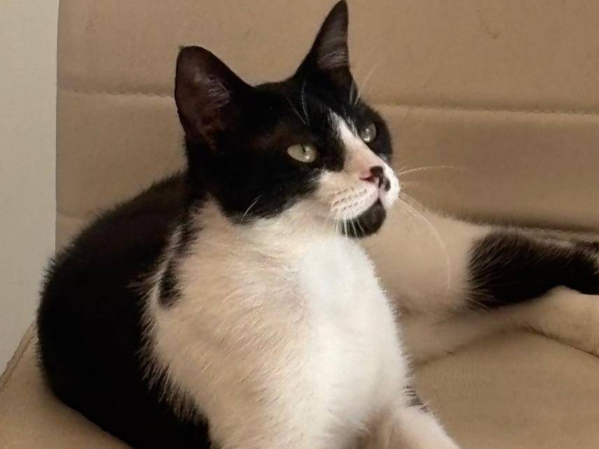 Adozione gatto, femmina, Razza sconosciuta Razza sconosciuta, 1 anno e 1 mese, taglia non valida, Catania