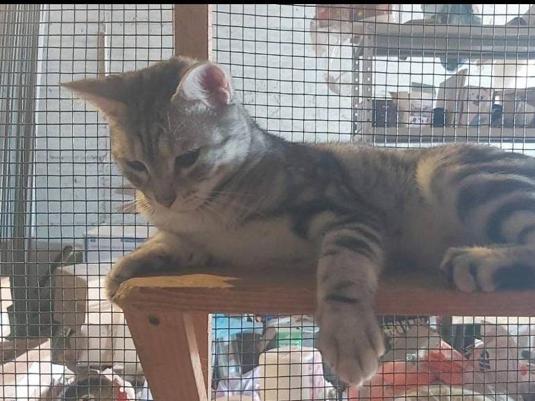 Adotta un gatto, maschio, 2 anni e 6 mesi, Catania