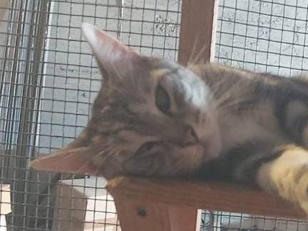 Adozione gatto, maschio, Razza sconosciuta Razza sconosciuta, 2 anni e 6 mesi, taglia non valida, Catania