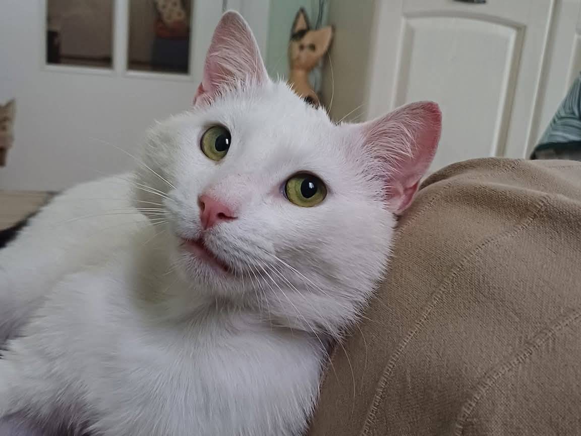 Adotta un gatto, maschio, 1 anno e 1 mese, Parma